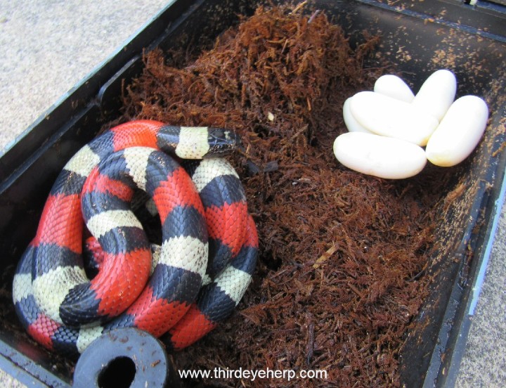 Pueblan Milk Snake